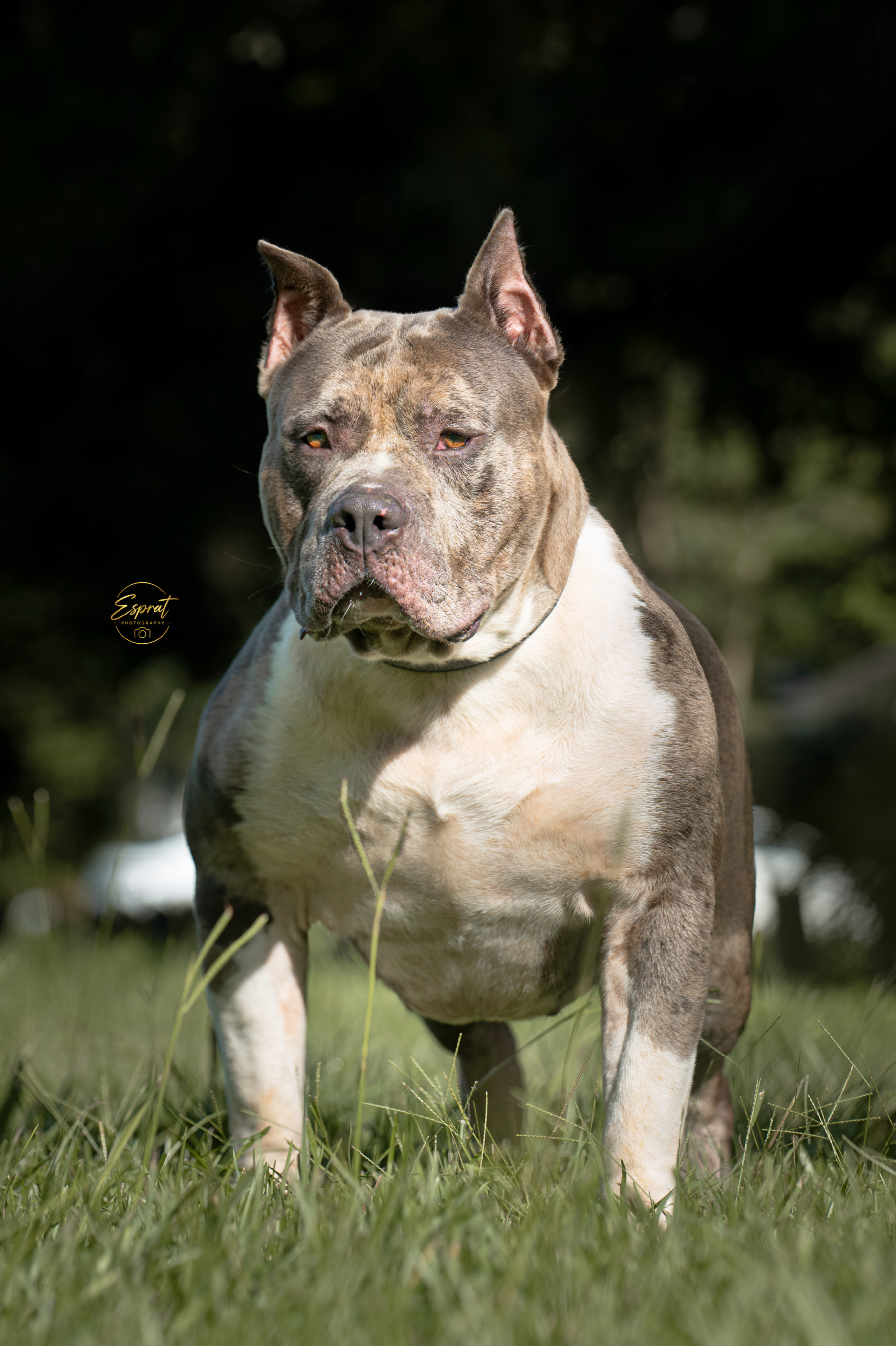Compound is a Grand Champion