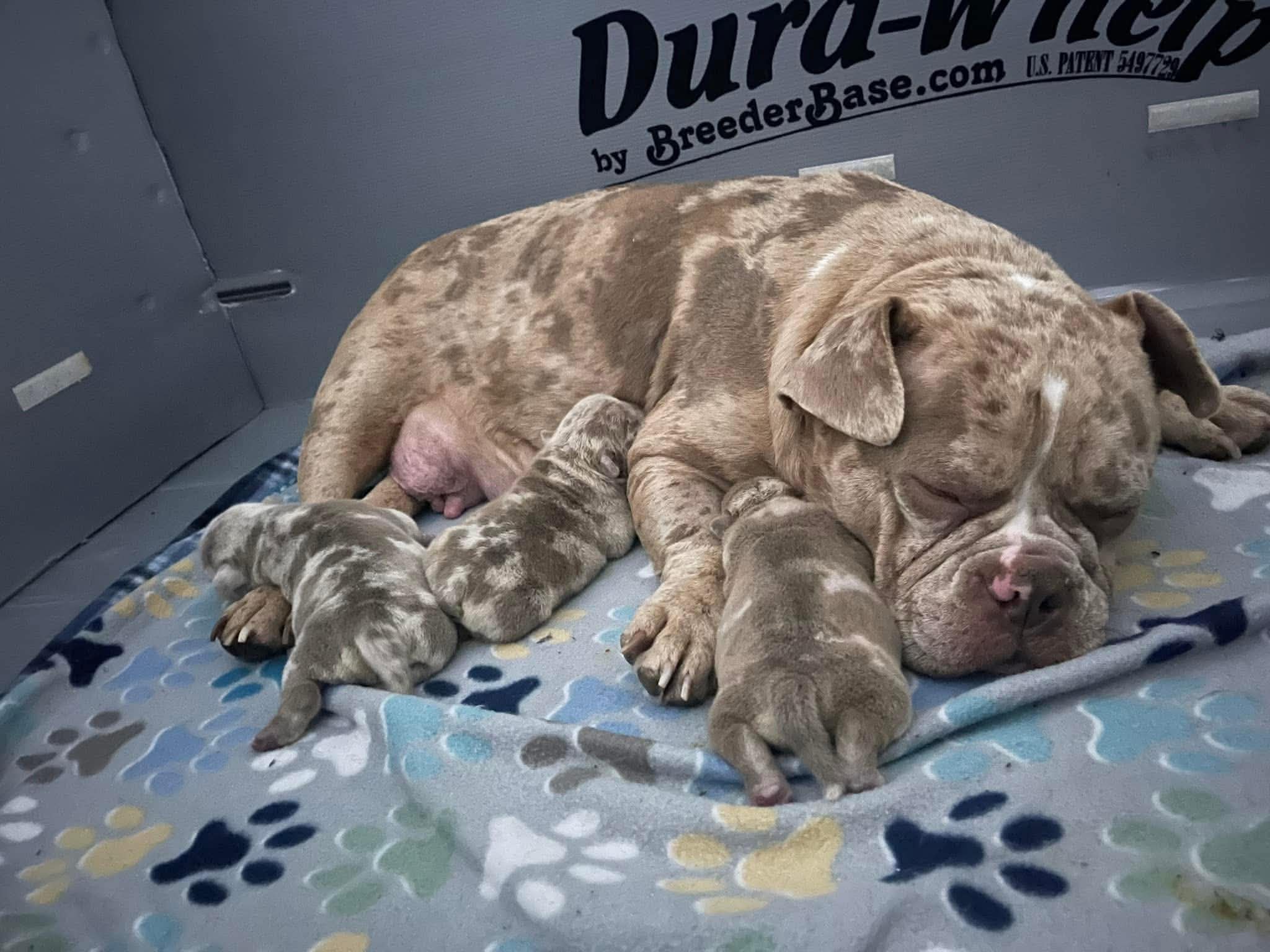 Healthy litter whelped and raised under STK care